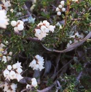 Cryptandra amara at Hackett, ACT - 24 Jun 2020 12:15 PM