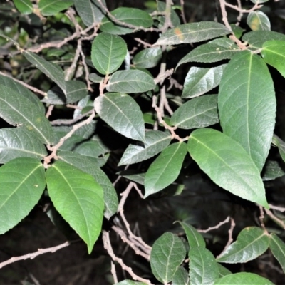 Ficus coronata (Creek Sandpaper Fig) at Tapitallee, NSW - 24 Jun 2020 by plants