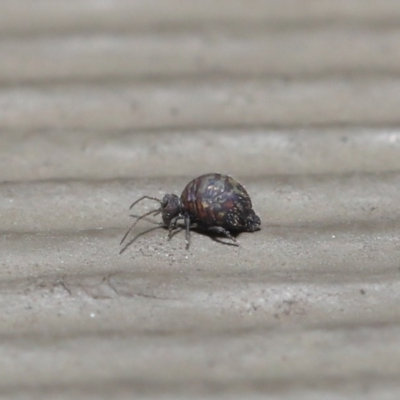 Symphypleona sp. (order) (Globular springtail) at Hackett, ACT - 24 Jun 2020 by TimL