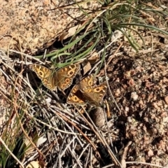 Junonia villida (Meadow Argus) at Booth, ACT - 24 Jun 2020 by KMcCue