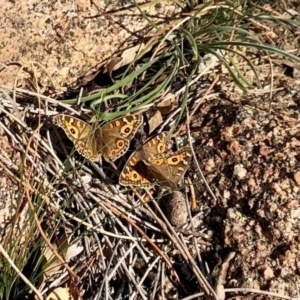 Junonia villida at Booth, ACT - 24 Jun 2020 11:38 AM