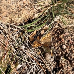 Junonia villida at Booth, ACT - 24 Jun 2020 11:38 AM