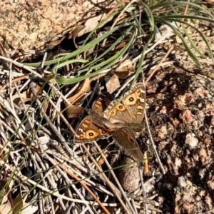 Junonia villida at Booth, ACT - 24 Jun 2020 11:38 AM