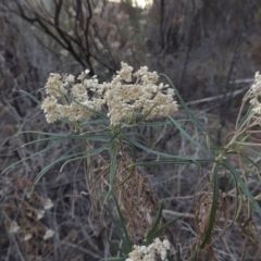 Cassinia longifolia (Shiny Cassinia, Cauliflower Bush) at Tuggeranong DC, ACT - 20 Feb 2020 by MichaelBedingfield