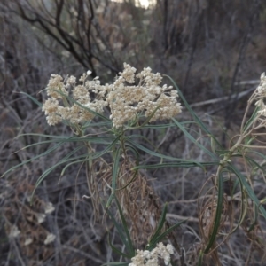 Cassinia longifolia at Tuggeranong DC, ACT - 20 Feb 2020