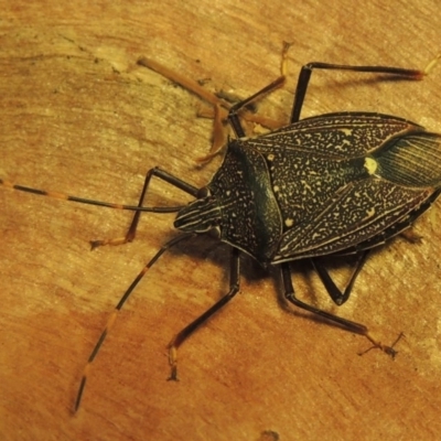 Poecilometis patruelis (Gum Tree Shield Bug) at Paddys River, ACT - 22 Feb 2020 by MichaelBedingfield