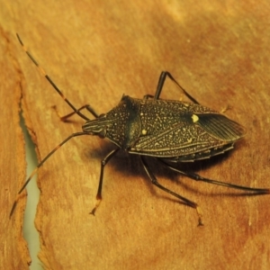 Poecilometis patruelis at Paddys River, ACT - 22 Feb 2020