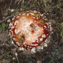 Amanita muscaria (Fly Agaric) at Ainslie, ACT - 24 Jun 2020 by jbromilow50