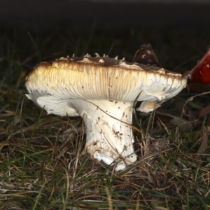 Amanita muscaria at Ainslie, ACT - 24 Jun 2020