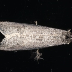Conoeca guildingi (A case moth) at Ainslie, ACT - 24 Jun 2020 by jbromilow50