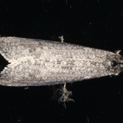 Conoeca guildingi (A case moth) at Ainslie, ACT - 24 Jun 2020 by jbromilow50