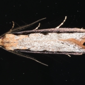 Leptocroca sanguinolenta at Ainslie, ACT - 24 Jun 2020