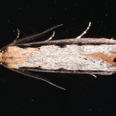 Leptocroca sanguinolenta (A Concealer moth) at Ainslie, ACT - 24 Jun 2020 by jb2602