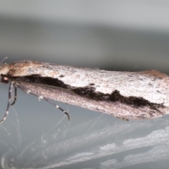 Leptocroca sanguinolenta at Ainslie, ACT - 24 Jun 2020