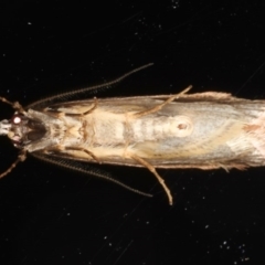 Leptocroca sanguinolenta at Ainslie, ACT - 24 Jun 2020