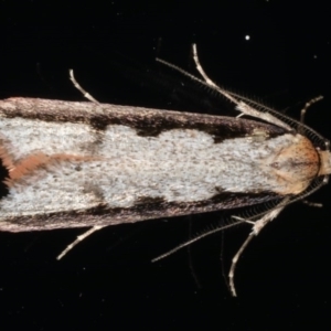 Leptocroca sanguinolenta at Ainslie, ACT - 24 Jun 2020