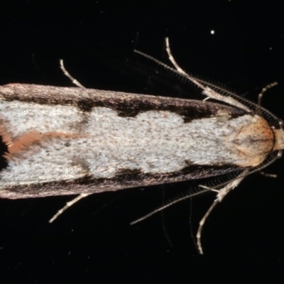 Leptocroca sanguinolenta (A Concealer moth) at Ainslie, ACT - 24 Jun 2020 by jbromilow50