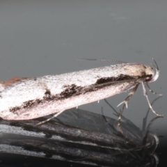 Leptocroca sanguinolenta at Ainslie, ACT - 24 Jun 2020