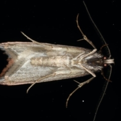 Leptocroca sanguinolenta at Ainslie, ACT - 24 Jun 2020