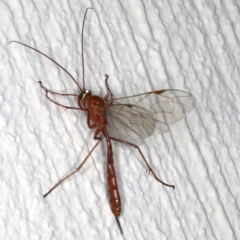 Netelia sp. (genus) (An Ichneumon wasp) at Ainslie, ACT - 24 Jun 2020 by jbromilow50