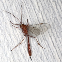 Netelia sp. (genus) (An Ichneumon wasp) at Ainslie, ACT - 24 Jun 2020 by jb2602