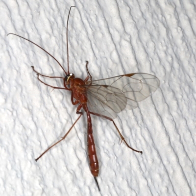 Netelia sp. (genus) (An Ichneumon wasp) at Ainslie, ACT - 24 Jun 2020 by jbromilow50