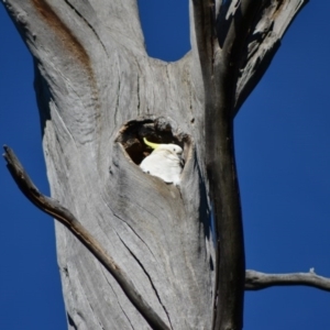 Cacatua galerita at Paddys River, ACT - 25 Jun 2020 11:10 AM