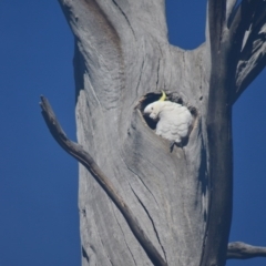 Cacatua galerita at Paddys River, ACT - 25 Jun 2020 11:10 AM