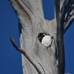 Cacatua galerita at Paddys River, ACT - 25 Jun 2020 11:10 AM