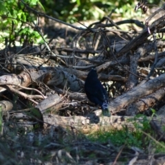 Ptilonorhynchus violaceus at Acton, ACT - 25 Jun 2020