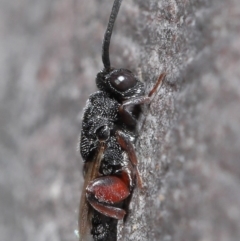 Chalcididae (family) (Unidentified chalcid wasp) at Hackett, ACT - 24 Jun 2020 by TimL