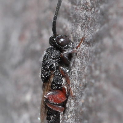 Chalcididae (family) (Unidentified chalcid wasp) at Hackett, ACT - 24 Jun 2020 by TimL