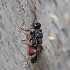 Chalcididae (family) at Hackett, ACT - 24 Jun 2020 11:35 AM