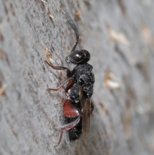 Chalcididae (family) at Hackett, ACT - 24 Jun 2020