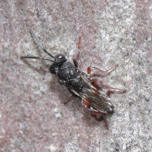 Chalcididae (family) at Hackett, ACT - 24 Jun 2020 11:35 AM