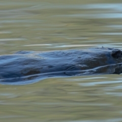 Ornithorhynchus anatinus (Platypus) at Fyshwick, ACT - 25 Jun 2020 by Roger