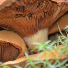 Gymnopilus junonius (Spectacular Rustgill) at Paddys River, ACT - 25 Jun 2020 by Bernadette