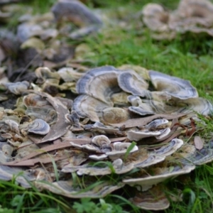 Trametes versicolor at Paddys River, ACT - 25 Jun 2020 10:56 AM