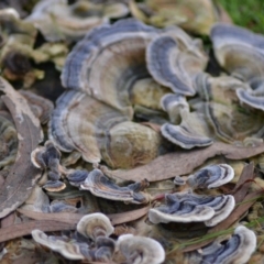 Trametes versicolor at Paddys River, ACT - 25 Jun 2020 10:56 AM