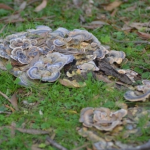 Trametes versicolor at Paddys River, ACT - 25 Jun 2020 10:56 AM