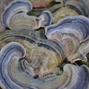 Trametes versicolor at Paddys River, ACT - 25 Jun 2020 10:56 AM