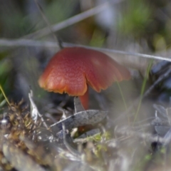 Hygrocybe sp. ‘red’ (A Waxcap) at Paddys River, ACT - 25 Jun 2020 by Bernadette