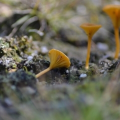 Lichenomphalia chromacea (Yellow Navel) at Tidbinbilla Nature Reserve - 13 Jun 2020 by Bernadette