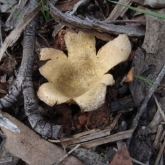 Scleroderma sp. (Scleroderma) at Bruce Ridge to Gossan Hill - 24 Jun 2020 by AndyRussell