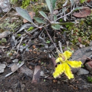 Goodenia hederacea at Bruce, ACT - 24 Jun 2020 02:25 PM