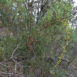 Acacia genistifolia at Bruce, ACT - 24 Jun 2020