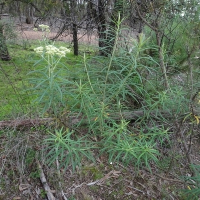 Cassinia longifolia (Shiny Cassinia, Cauliflower Bush) at Bruce, ACT - 24 Jun 2020 by AndyRussell