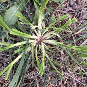 Dactylis glomerata at Garran, ACT - 24 Jun 2020