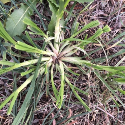 Dactylis glomerata (Cocksfoot) at Garran, ACT - 24 Jun 2020 by ruthkerruish