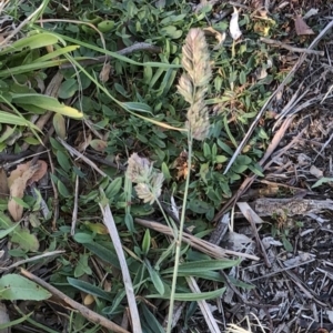 Dactylis glomerata at Garran, ACT - 24 Jun 2020